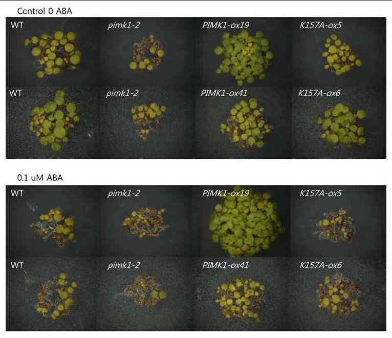 인산화 활성이 없는 AIMK1(K157A)돌연변이를 과다 발현하는 애기장대 돌연변이체(K157A-ox)의 ABA 민감성을 종자발아와 어린 식물 성장을 이용하여 조사하였다. K157A-ox 돌연변이체의 발아는 야생종에 비해 ABA에 조금 더 민감했으나 aimk1 돌연변이체보다는 덜 민감했다