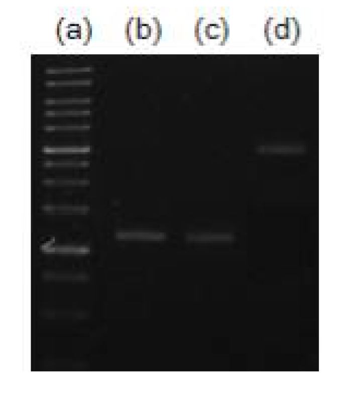 Fig. 6. To amplify the coding region of dhaB or yqhD, PCR was performed.