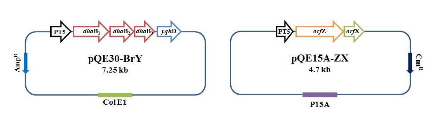 Fig. 7. The structure of the recombinant plasmid pQE30-BrY and pQE15A-ZX.