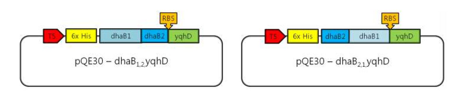 Fig. 9. The structure of the recombinant plasmid of pQE30-dhaB1,2,yqhD and pQE30-dhaB2,1,yqhD.