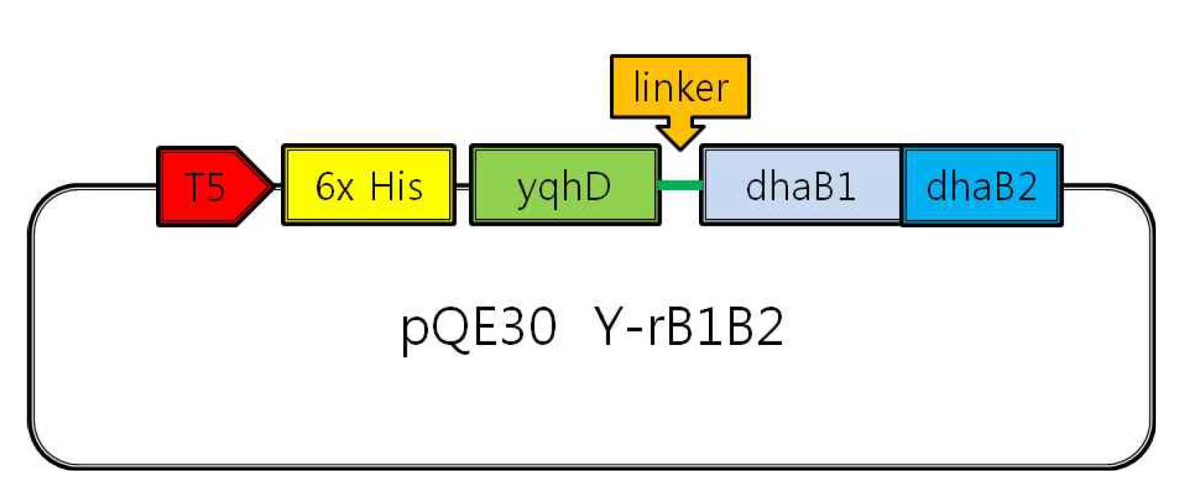 Fig. 11. The structure of the recombinant plasmid of pQE30 Y-rB1B2.