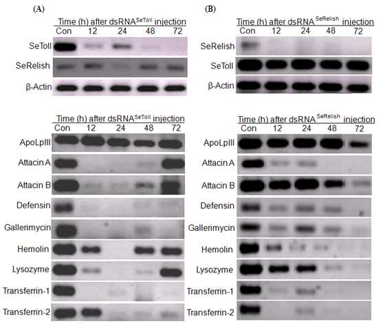 Fig. 4. Effects of RNA interference of two immune signal genes (SeToll and SeRelish) on basal expression of antimicrobial peptides of Spodoptera exigua. Specific double-stranded RNAs (dsRNAs, 100 ng) were injected twice with 24 h interval to the fourth larvae. After final dsRNA injection, total RNAs were extracted at different times and analyzed by RT-PCR. β-Actin expression was analyzed to confirm the cDNA integrity