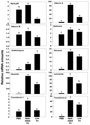 Fig. 5. Influence of Xenorhabdus nematophila (Xn) on expression of antimicrobial peptide (AMP) expression of 4th instar larvae of Spodoptera exigua. Larvae were injected with 5 x 104 bacteria. Heak-killed Xn was prepared by incubating Xn at 70oC for 20 min. PBS represents injection of phosphate buffer saline. After 8 h incubated at 25oC, the larvae were used whole body, which was subjected to RNA extraction for qRT-PCR. Each treatment was replicated independently three times. Different letters above standard deviation bars indicate significant difference among means at Type I error = 0.05 (LSD test).