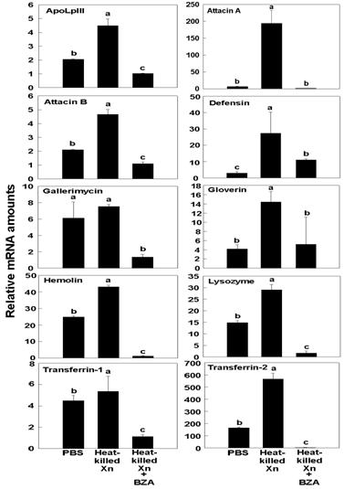 Fig. 6. Influence ofbenzylideneacetone (BZA), ametabolite of Xenorhabdusnematophila (Xn), on expression of10 antimicrobial peptides of 4thinstar larvae of Spodoptera exigua.Larvae were injected with 5x104bacteria along with 100 ng of BZAor DMSO solvent. Control representssolvent injection. Heat-killed Xn wasprepared by incubating Xn at 70oCfor 20 min. PBS represents injectionof phosphate buffer saline. After 8 hincubated at 25oC, the larvae wereused whole body, which wassubjected to RNA extraction forqRT-PCR. Each treatment wasreplicated independently three times.Different letters above standarddeviation bars indicate significantdifference among means at Type Ierror = 0.05 (LSD test).