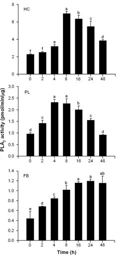 Fig. 2. Induction of PLA2 activation in different PLA2s extracted from hemocyte (HC), plasma (PL), and fat body (FB). An entomopathogenic fungus, Beauveria bassiana, was hemocoelically injected into fifth instar larvae of Spodoptera exigua in a dose of 1.1x105 conidia and incubated for different periods at 25℃.