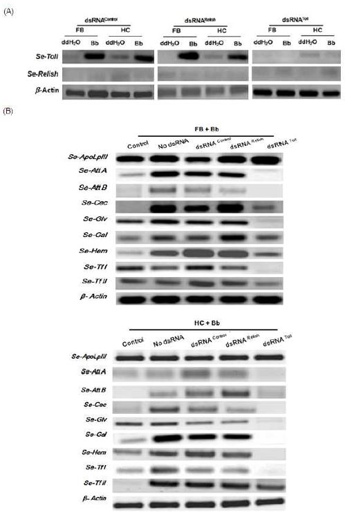 Fig. 3. RNA interference of immune signal genes (Se-Relish and Se-Toll) suppresses gene expressions of different antimicrobial peptides (AMPs) in the fifth instar Spodoptera exigua in response to infection of Beauveria bassiana (Bb).