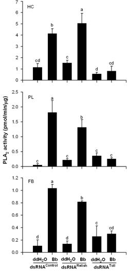 Fig. 4. Induction of PLA2 activity via Toll signal pathway in response to Beauveria bassiana (Bb) infection in to fifth instar Spodoptera exigua