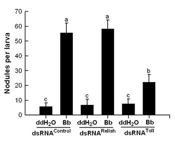 Fig. 5. Hemocyte nodule formation in response to Beauveria bassiana (Bb) infection is linked to Toll signal pathway in Spodoptera exigua