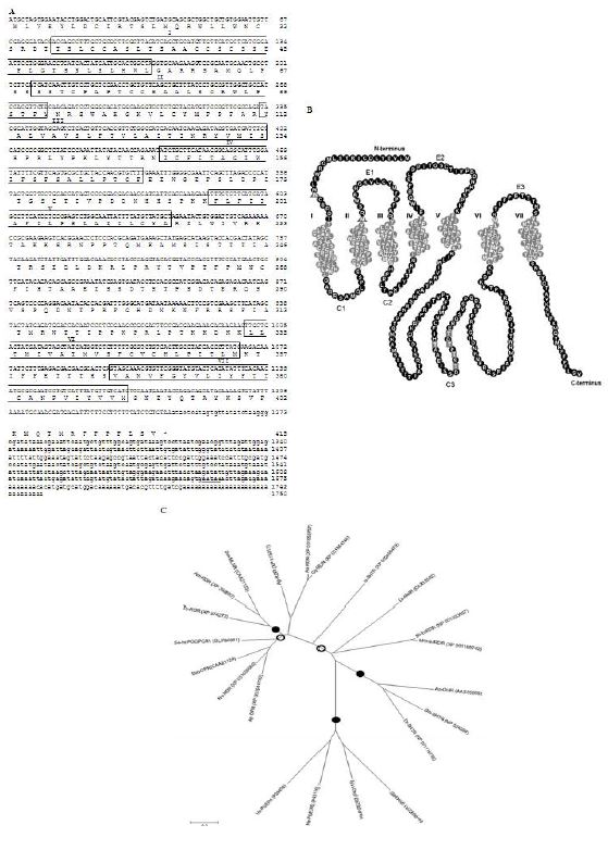 Fig. 1. Gene structure and phylogenetic analysis of a G protein-coupled receptor of Spodoptera exigua