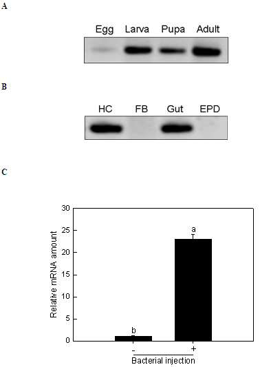 Fig. 2. Expression pattern of Se-hcPGGPCR1 in different developmental stages of S. exigua analyzed by RT-PCR (A) or in different tissues of the fifth instar larvae in response to bacterial challenge analysed by RT-PCR (B). Total RNAs were extracted from hemocytes ('HC'), fat body ('FB'), gut, and epidermis ('EPD') for constructing cDNA. cDNAs were constructed by using SMARTTM cDNA library construction kit. C: Real-time quantitative RT-PCR of Se-hcPGGPCR1 to analyze relative mRNA amounts after bacterial injection in the fifth instar S. exigua larvae. Fifth instar S. exigua larvae were injected with 4.6x104 bacterial cells of heat-killed Xenorhabdus nematophila. Each treatment was independently replicated three times. Different letters above standard deviation bars indicate significant difference between means at Type I error = 0.05 (LSD test).