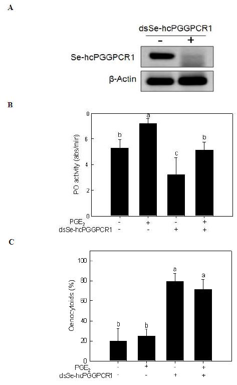 Fig. 4. Inhibitory effect of double stranded RNA (dsRNA) specific to Se-hcPGGPCR1 on oenocytoid cell lysis and phenoloxidase (PO) activation in Spodoptera exigua. Fourth instar larvae of S. exigua were injected with specific dsRNA (100 μg/ larva) and incubated for 24 h at 25°C