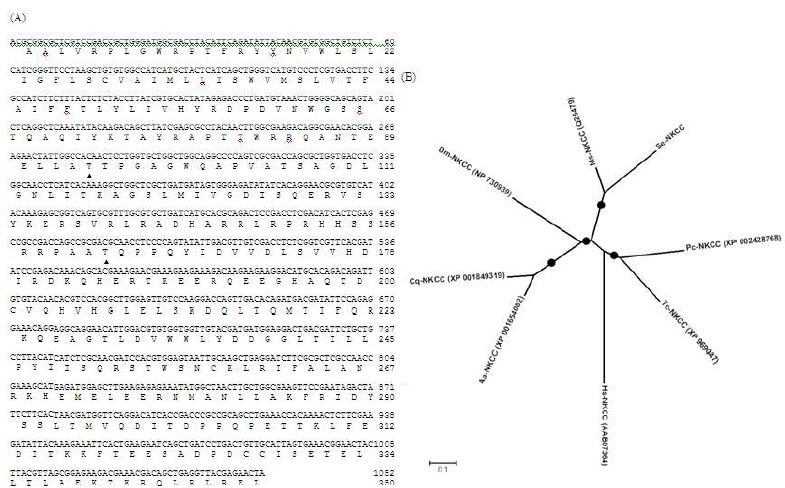 Fig. 2. Partial cDNA structure of Se-NKCC1 of Spodoptera exigua