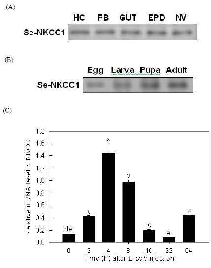 Fig. 3. Expression profiles of Se-NKCC1 analyzed by RT-PCR in Spodoptera exigua