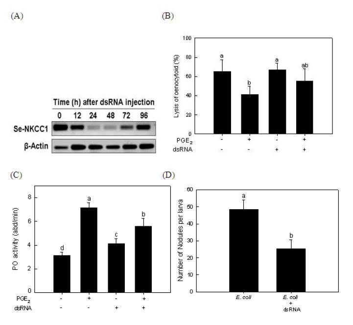 Fig. 5. Specific knockdown of NKCC of Spodoptera exigua by double stranded RNA and its inhibitory effect on immune response (PO) activation. Fourth instar larvae of S. exigua were injected with specific dsRNA (100 μg/ larva) and incubated for 24 h at 25°C