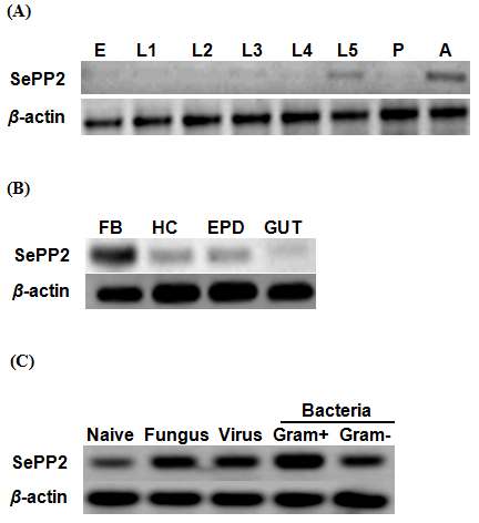 Figure 6. Paralytic peptide 2 of Spodopteraexigua (SePP2) is constitutively expressed in all life stages and inducible by microbial challenge