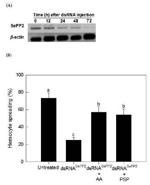 Figure 7. Effect of RNA interference of SePP2 on hemocyte-spreading behavior in Spodoptera exigua