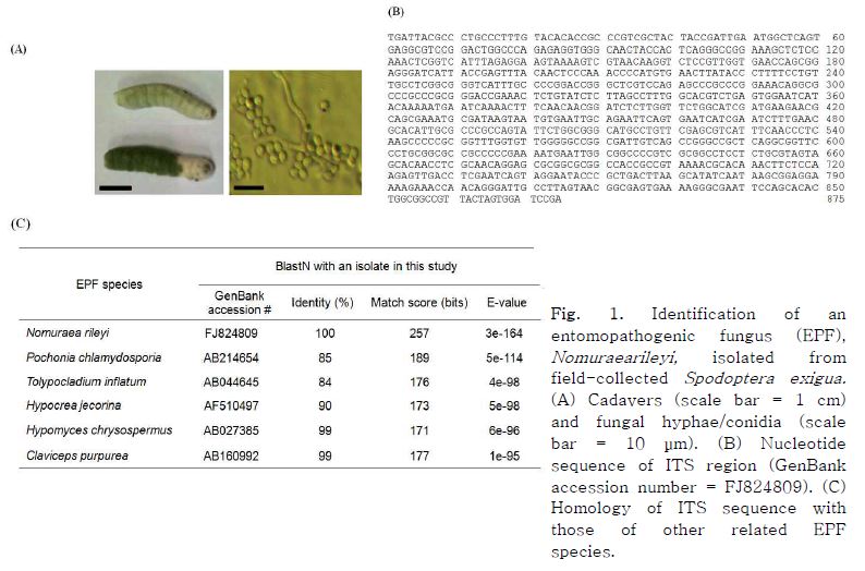 Fig. 1. Identification of an entomopathogenic fungus (EPF), Nomuraearileyi, isolated from field-collected Spodoptera exigua