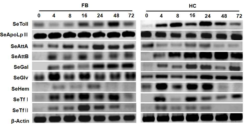 Fig. 4. Suppression of antimicrobial peptide (AMP) gene expression in fat body (FB) and hemocyte(HC) of 5th instar Spodoptera exigua in response to infection of Nomuraea rileyi (Nr, 2.4 x105spores/larva). The AMP gene transcriptions were analyzed by semi-quantitative RT-PCR.Analyzed AMPs include Toll receptor (Toll), apolipophorin III (ApoLpIII), attacin (Att), gallerimycin(Gal), gloverin (Glv), hemolin (Hem), and transferrin (Tf). Expression of b-actin was analyzed toconfirm the integrity of cDNA preparation.