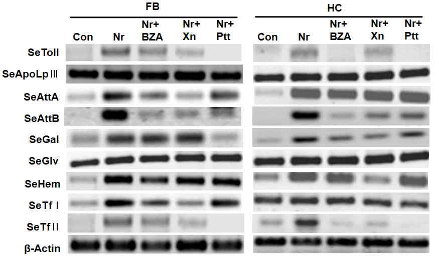 Fig. 6. Inhibitory effects of benzylideneacetone (BZA) and bacterial metabolites on antimicrobialpeptide (AMP) transcription in response to infection of Nomuraea rileyi (Nr). Nr was injected tolarvae of Spodoptera exigua at 2.5 x 105 spores per larva with or without test chemicals. BZA wasinjected in 10 μg. Bacterial metabolites of Xenorhabdus nematophila (Xn) or Photorhabdus temperatasubsp. temperata (Ptt) were injected in 100 ng. At 8 h after the fungal treatment, two tissues ofhemocyte (HC), fat body (FB) were isolated and subjected to RT-PCR. Analyzed AMPs include Tollreceptor (Toll), apolipophorin III (ApoLpIII), attacin (Att), gallerimycin (Gal), gloverin (Glv), hemolin(Hem), and transferrin (Tf). Expression of b-actin was analyzed to confirm the integrity of cDNApreparation.