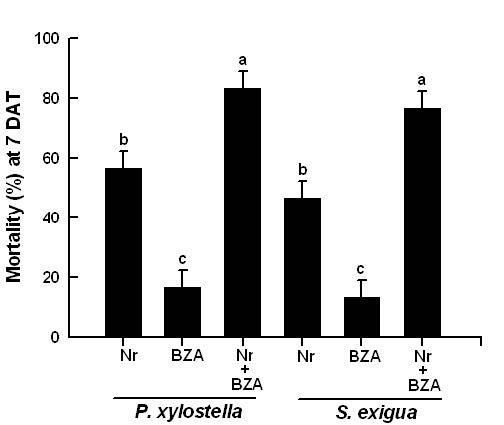 Fig. 7. Synergistic pathogenic effect ofNomuraea rileyi (Nr) withbenzylideneacetone (BZA) on mortalitiesof 4th instar Plutella xylostella and 5thinstar Spodoptera exigua larvae. Fungaltreatment used a leaf-dipping bioassaymethod. Mortality was measured at 7days after treatment (DAT). Eachtreatment was replicated three times.Each replication consisted of 10 larvae.Different letters above standard deviationbars indicate significant difference amongmeans at Type I error = 0.05 (LSD test).