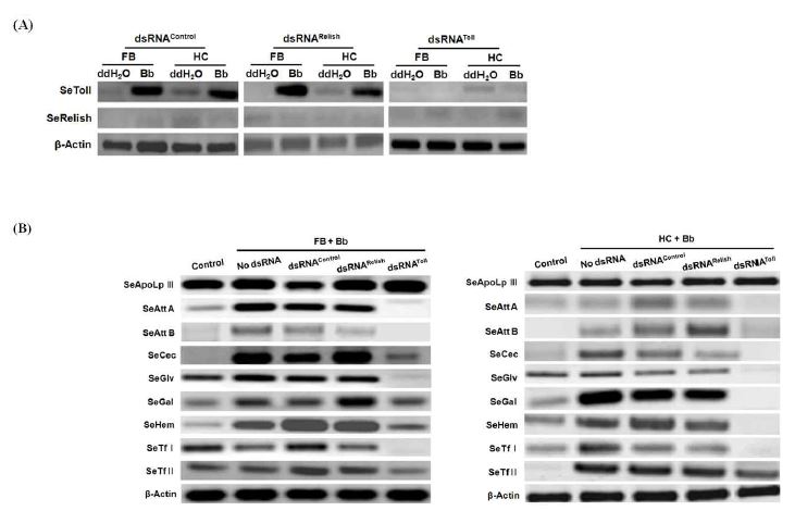 Fig. 3. RNA interference of immune signal genes (SeRelish and SeToll) suppresses gene expressionsof different antimicrobial peptides (AMPs) in the fifth instar Spodoptera exigua in response toinfection of Beauveria bassiana (Bb). Nine AMPs of S. exigua in this study included Apolipophorin III(SeApoLpIII), attacin A (SeAttA), attacin B (SeAttB), cecropin (SeCec), gloverin (SeGlv), gallerimycin(SeGal), hemolin (SeHem), transferrin I (SeTfI), and transferrin II (SeTfII). b-Actin was used in thisRT-PCR to confirm the integrity of cDNA preparation. (A) Specific interference of SeRelish orSeToll expressions by their specific double stranded RNAs (dsRNAs). A viral gene (ORF302) wasused for dsRNA control. RT-PCRs were performed at 24 h after the dsRNA injections (200 ng perlarva). (B) Inhibition of AMP gene expression by treatment of dsRNA specific to SeRelish or SeToll.At 24 h after dsRNA injection, larvae were individually injected with Bb in 5x104 conidia andincubated for 8 h at 25℃. The treated larvae were then analyzed for AMP expressions by RT-PCR.Control represents a sham injection using PBS.