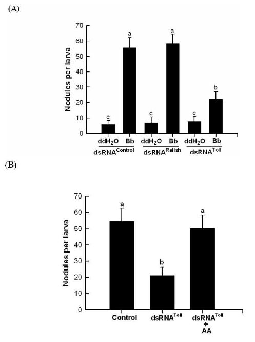 Fig. 5. Hemocyte nodule formation in response to Beauveria bassiana (Bb) infection is linked to Tollsignal pathway in Spodoptera exigua. At 24 h after dsRNA injection, larvae were individually injectedwith Bb in 5x104 conidia and incubated for 8 h at 25℃. Each nodulation assay consisted of threeindependent replications. Different letters above standard deviation bars indicate significant differenceamong means at Type I error = 0.05 (LSD test). (A) Specific inhibition by treatment of dsRNAspecific to SeToll. (B) Rescue effect on the suppressed nodulation by the addition of arachidonicacid (100 ng per larva). Control represents Bb injection.