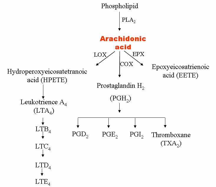 그림. 아이코사노이드류 생합성 반응은 인지질(phospholipid)을 기질로 phospholipase A2 (PLA2) 의 sn2 촉매반응으로 아라키도닉산(arachidonic acid: AA)을 유리시키면서 이뤄지게 된다. AA는 크게 3종류의 합성과정(LOX 과정, COX 과정, EPX 과정)을 따라 산화되면서 다양한 아이코사노이드류를 생합성하게 된다. 곤충에 있어서는 모든 생합성 과정이 밝혀진 것은 아니다. 그러나 이들 세 가지 주요 반응이 존재할 것이라는 것이 특이적 억제자를 이용한 연구 결과이다