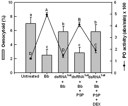 Fig. 5. Interactions of Toll-PSP-eicosanoids with respect to oenocytoid cell lysis(OCL) induction and phenoloxidase (PO) activation. SeToll expression wassuppressed by injection of its specific dsRNA (dsRNAToll). Larvae were injected with200 ng of dsRNA. After 48 h, the larvae were injected with Beauveria bassiana(Bb, 4.3x105conidia per larva). After another 8 h incubation, hemolymph wascollected and analyzed in OCL and PO activity. PSP (100 ng per larva) or dexamethasone (DEX, 1 mg per larva) was injected along with Bb. Each treatmentwas replicated three times. Different letters above standard deviations are differentamong means at Type I error = 0.05 (LSD test).