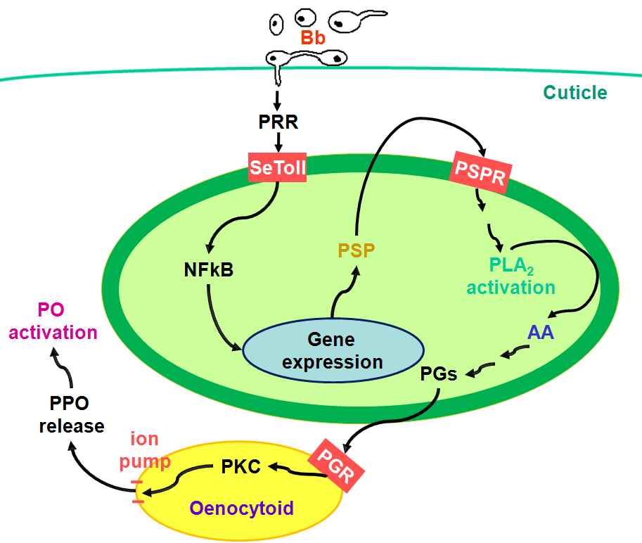 Fig. 6. A proposed signal pathway of oenocytoid cell lysis and phenoloxidase (PO) activation in response to infection of Beaveria bassiana (Bb) in Spodoptera exigua. ‘PRR’, ‘PGs’, and ‘PPO’ represent pattern recognition receptor, prostaglandins, and prophenoloxidase, respectively. Three membrane receptors include Toll receptor (SeToll), PSP receptor (PSPR), and PG receptor (PGR).