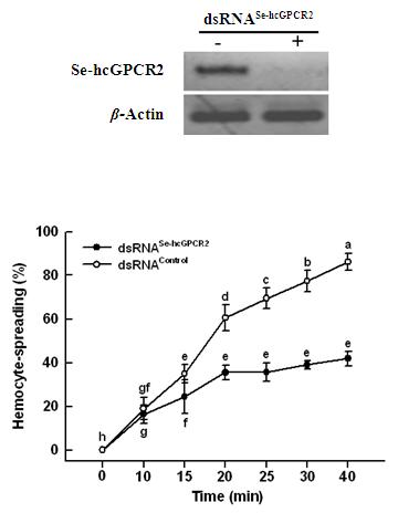 Fig. 3. RNA interference (RNAi) of a GPCR (Se-hcGPCR2) of Spodoptera exigua and influence on hemocyte-spreading behavior