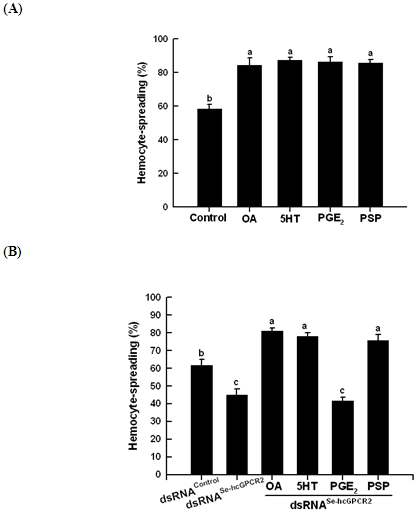 Fig. 4. Functional association of PGE2 with a GPCR (Se-hcGPCR2) in inducing hemocyte-spreading behavior of Spodoptera exigua