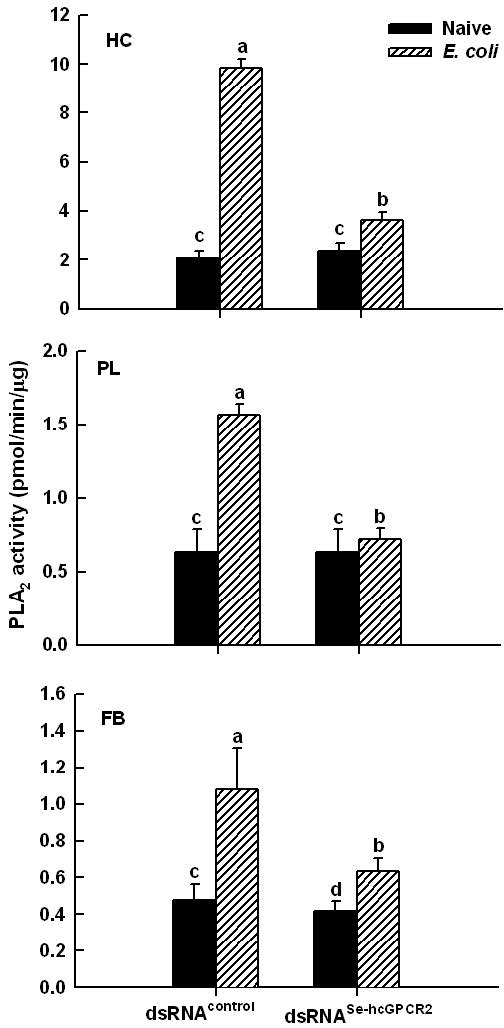 Fig. 5. Effect of RNA interference ofa GPCR (Se-hcGPCR2) on activationof phospholipase A2 (PLA2) inSpodoptera exigua. One day old fifthinstar larvae were injected withdouble strand RNA (200 ng) specificto Se-hcGPCR2 and incubated at25oC for 48 h. Then Escherichia coli(2.3x104 cells) was injected to thetreated or control larvae. At 8 h afterthe bacterial challenge, differenttissues were isolated and analyzed inPLA2 activity with pyrene-labeledphosphatidylcholine. ‘HC’, ‘PL’, and‘FB’ represent hemocyte, plasma, andfat body. Different letters abovestandard deviation bars representsignificant difference among means atType I error = 0.05 (LSD test).