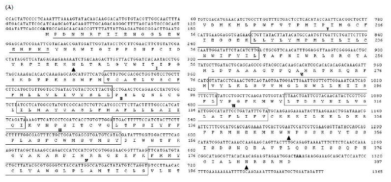 Fig. 1. A cDNA sequence (NCBI Genebank accession number: A0S6W9) of a Methuselah gene of S. exigua