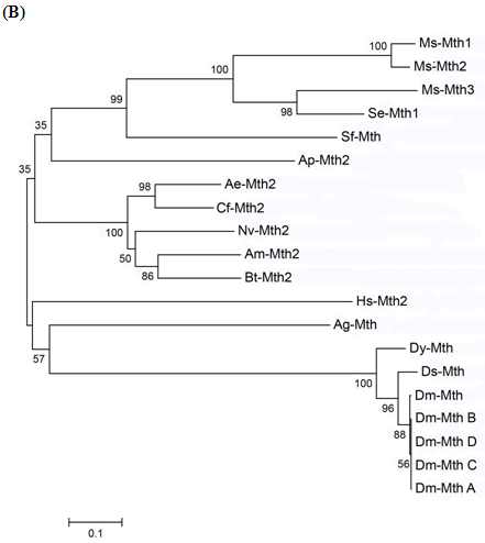 Fig. 1. A cDNA sequence (NCBI Genebank accession number: A0S6W9) of a Methuselah gene of S. exigua