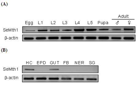 Fig. 2. Expression patterns of a Methuselah gene of S. exigua (SeMth1) in different developmental stages (A) and tissues (B). L1 to L5 stand for first to fifth instar larvae, respectively. HC, EPD, FB, NER, GUT, and SG stand for hemocyte, epidermis, fat body, nerve, gut, and salivary gland, respectively. All were analyzed by RT-PCR. β-Actin was analyzed to confirm the cDNA integrity