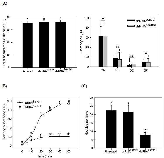 Fig. 4. Immunosuppression by RNA interference of a Methuselah gene (SeMth1) expression in S. exigua