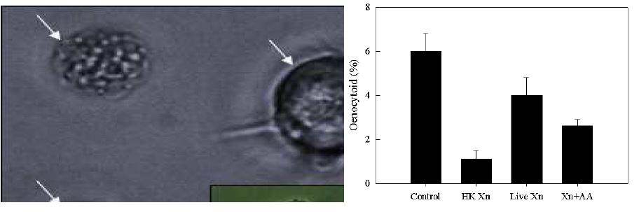 그림. 파밤나방(Spodoptera exigua)의 혈구세포 가운데 pPO를 포함하는 편도세포의 모습. 편도세포의 붕괴 하는 모습이 보여주고 있다. Xn의 감염은 이 편도세포의 붕괴를 억제하여 주고 있다