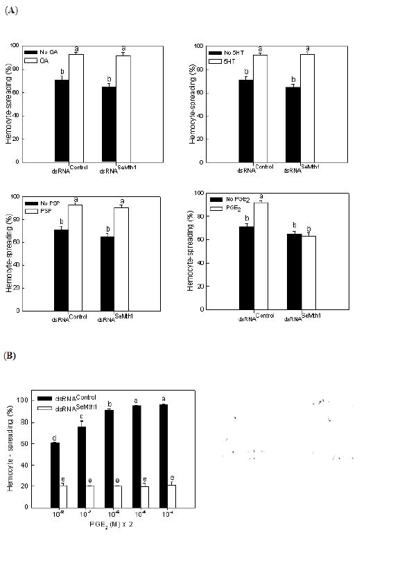 Fig. 5. Suppression of PGE2 mediation of hemocyte spreading by RNA interference of SeMth1 expression by its specific dsRNA in S. exigua
