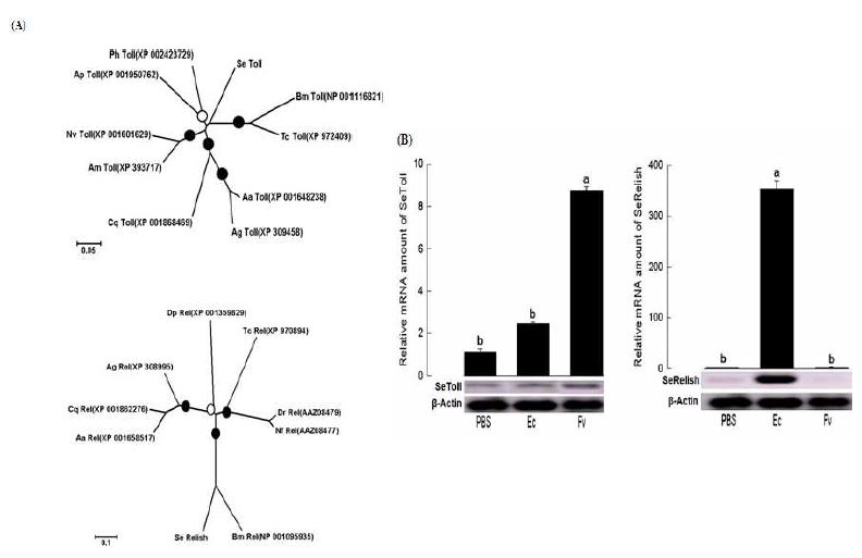 Fig. 2. Prediction and expression profiles of two immune signal genes (SeToll and SeRelish) of Spodoptera exigua