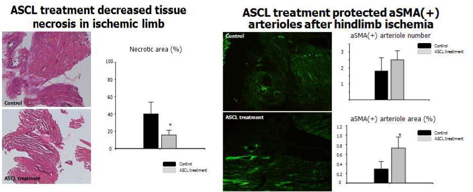 Fig.7 Adipose stem cell lysate decreased tissue necrosis after hindlimb ischem