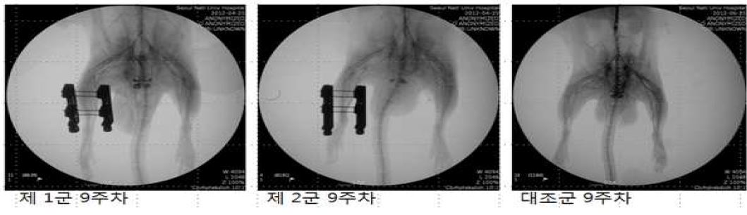 Fig.3 제 1군, 2군, 대조군의 9주차 angiography 방사선 사진