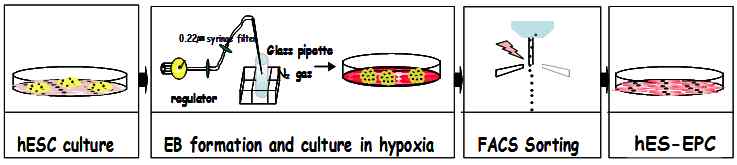혈관전구세포(hES-EPC)분화유도의 모식도