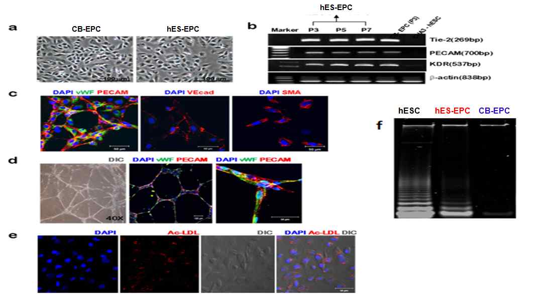 hES-EPC의 유전적 안전성 및고순도능 분석