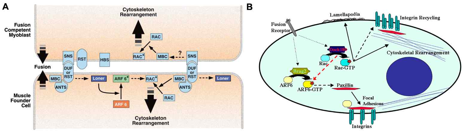 그림2. A) Drosophila에서 Myoblast fusion에 Arf6와 Rac 및 그들의 GEF인 Loner와 Mbc의 역할 모델
