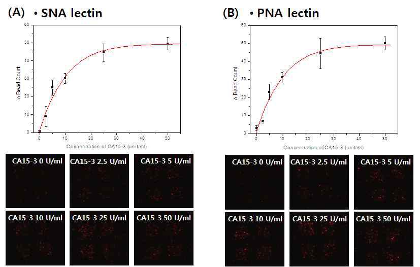 Antibody/lectin sandwich assay를 이용한CA15-3의 측정 (A)와 (B)는 각각 SNA와 PNA assay