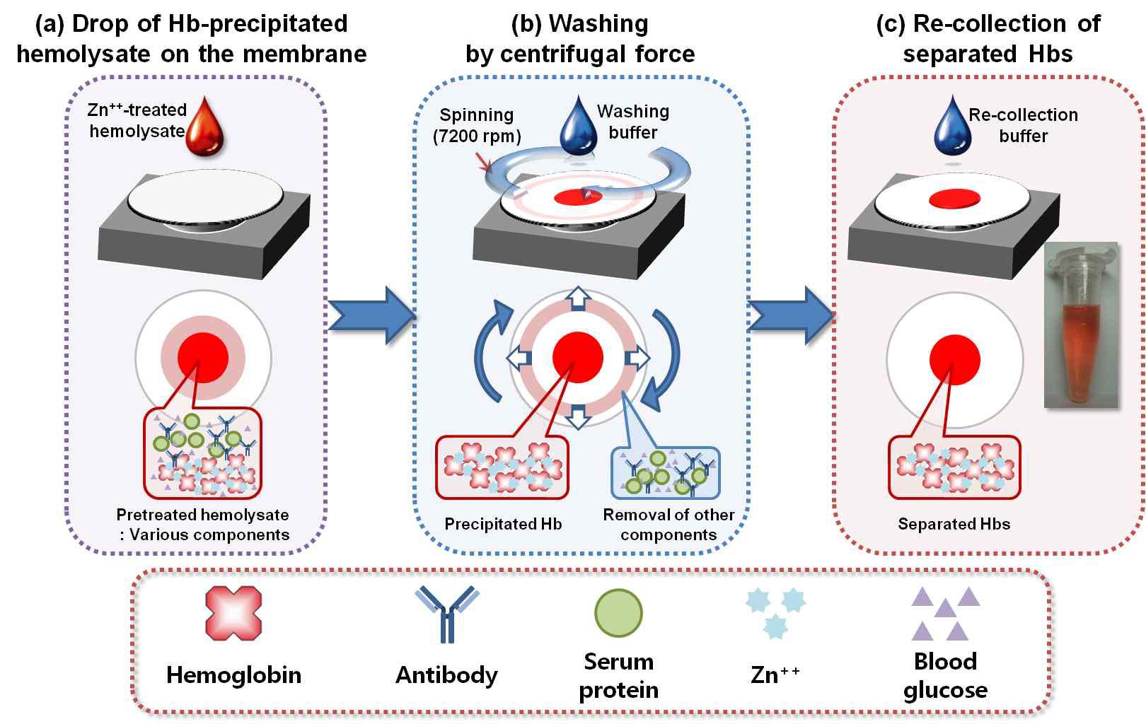 소형 회전체를 이용한 혈색소의 분리 모식도