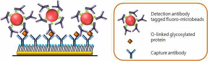 Antibody와 합성된 형광비드를 이용한 sandwich assay