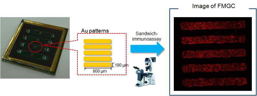 제작된 FMGC와 assay 수행에 의한 형광 image