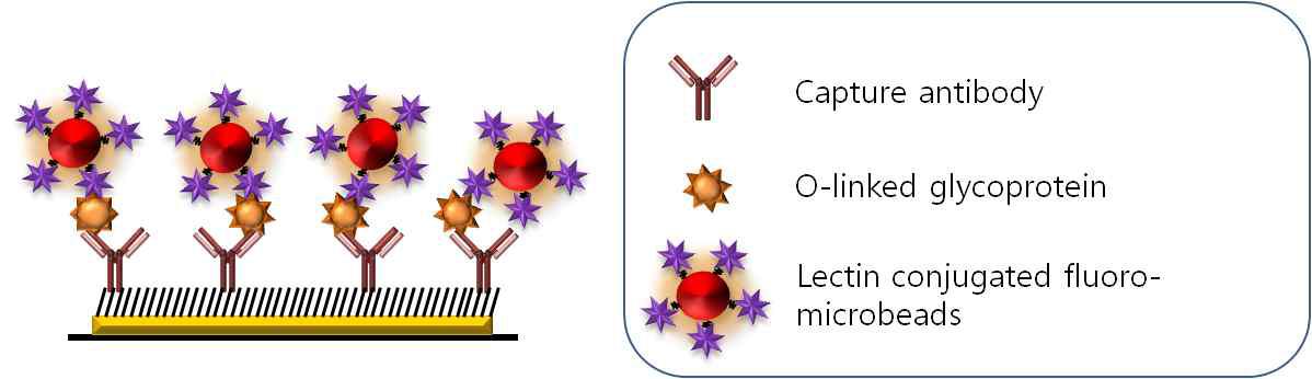 형광비드가 수식된 lectin을 이용한 sandwich assay