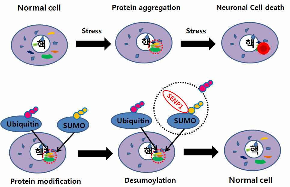 그림 2. SUMO-modified 단백질응집체에 있어 SENP1의 예상되는 기능적 역할.
